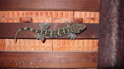 Langkawi 2009