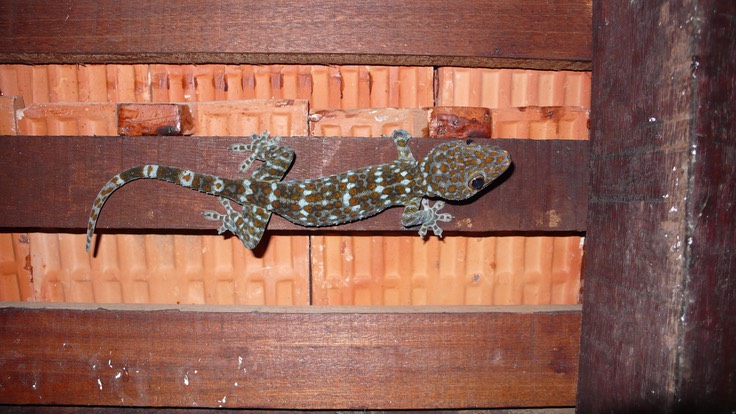 Langkawi 2009